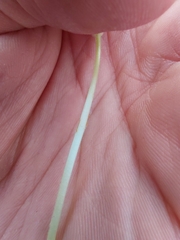 Oxalis melanosticta, photograph (c) Danie Palm, some rights reserved (CC BY)