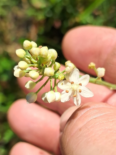 Stenanthium densum, photograph 5