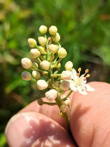 Stenanthium densum, photograph 6