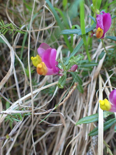 shrubby milkwort