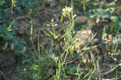 Camelina rumelica