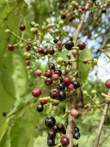 Java plum