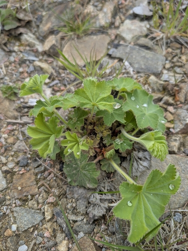Alchemilla vulgaris, photograph 4