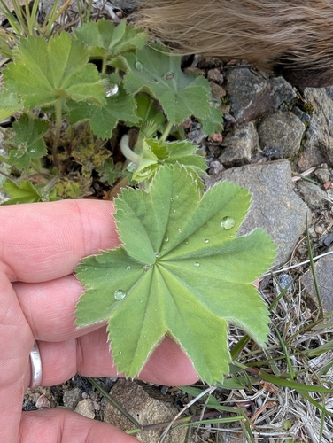 Alchemilla vulgaris, photograph 5