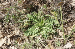Scabiosa praemontana