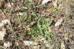Scabiosa praemontana