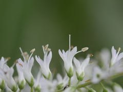Veronica stricta stricta