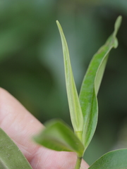 Veronica stricta stricta