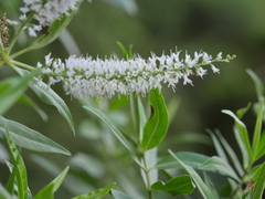 Veronica stricta stricta