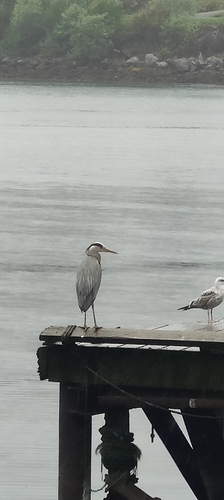 Grey Heron