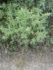 Veronica stricta stricta