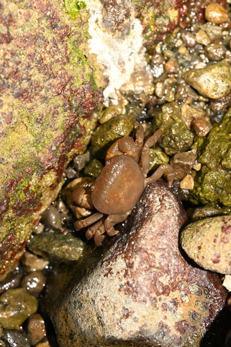Acmaeopleura parvula observed 2026-05-23