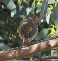 Erithacus rubecula