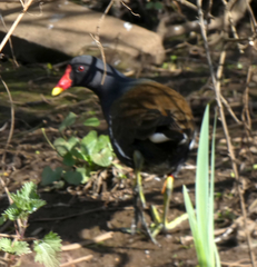 Gallinula chloropus
