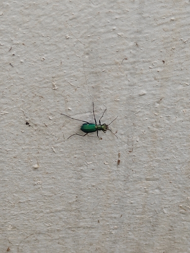 Cylindera germanica muelleri
