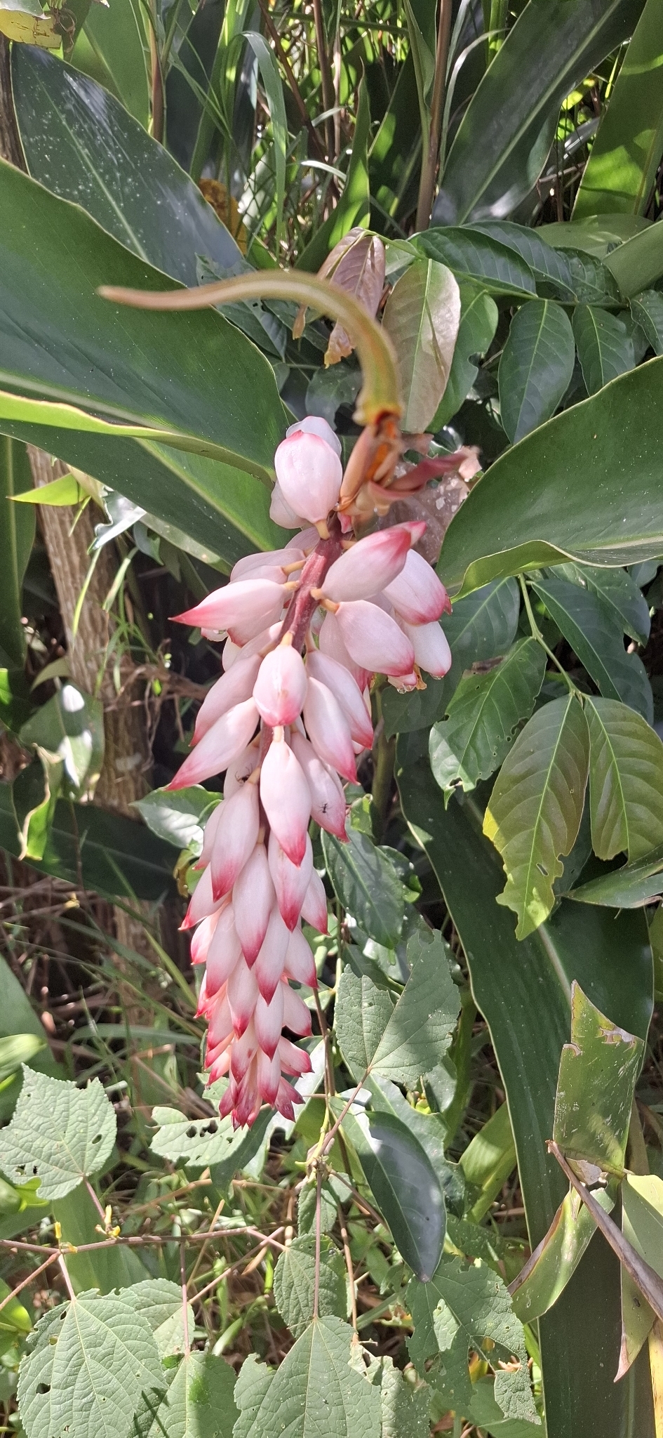 Alpinia zerumbet