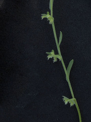 Pectocarya heterocarpa