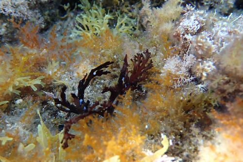 Cystoseira compressa observed 2026-05-24
