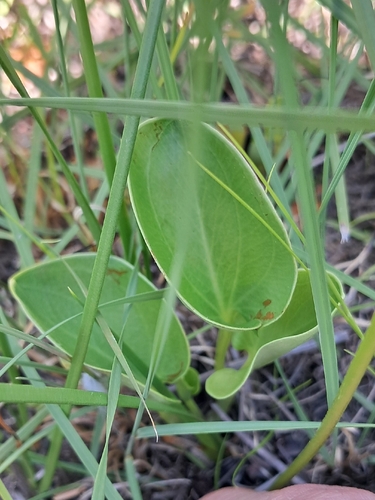 Parnassia caroliniana