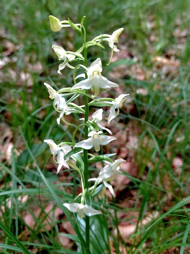 Greater butterfly-orchid