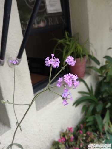 Verbena bonariensis var. conglomerata