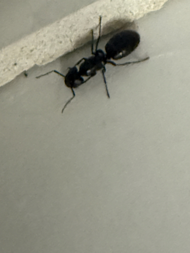 Eastern Black Carpenter Ant