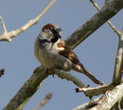 Passer domesticus
