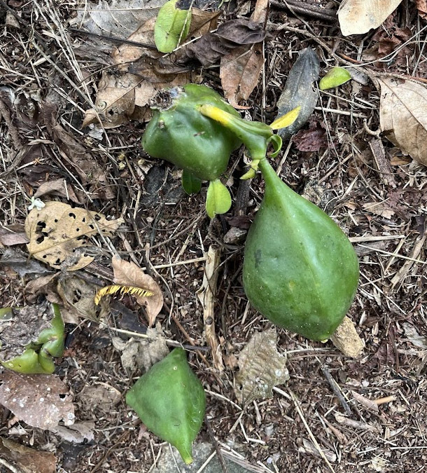 Pereskia grandifolia