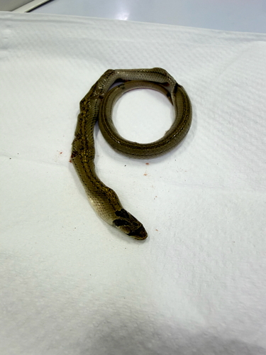Cambodian Kukri Snake