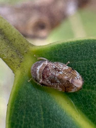 Neovulturnus vultuosus observed 2026-05-24