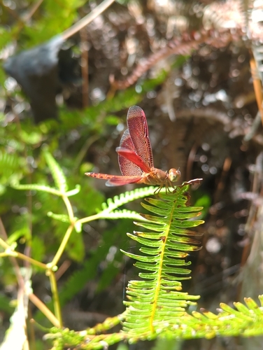Common Parasol