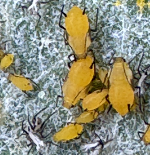 Oleander Aphid