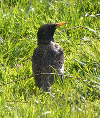 Sturnus vulgaris