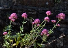 Centranthus ruber
