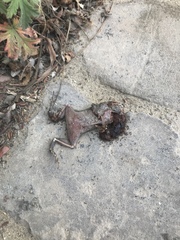 Sclerophrys regularis