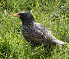 Sturnus vulgaris