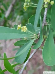 Acanthosyris spinescens