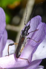 Callimoxys fuscipennis