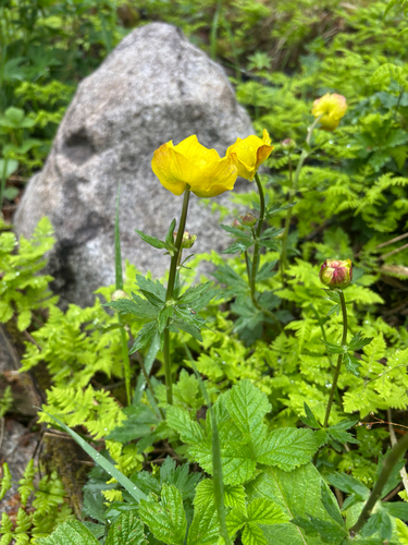 European Globeflower