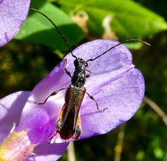 Callimoxys fuscipennis