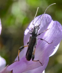 Callimoxys fuscipennis