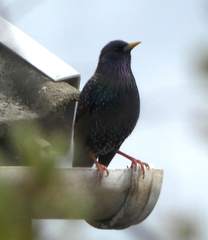 Sturnus vulgaris