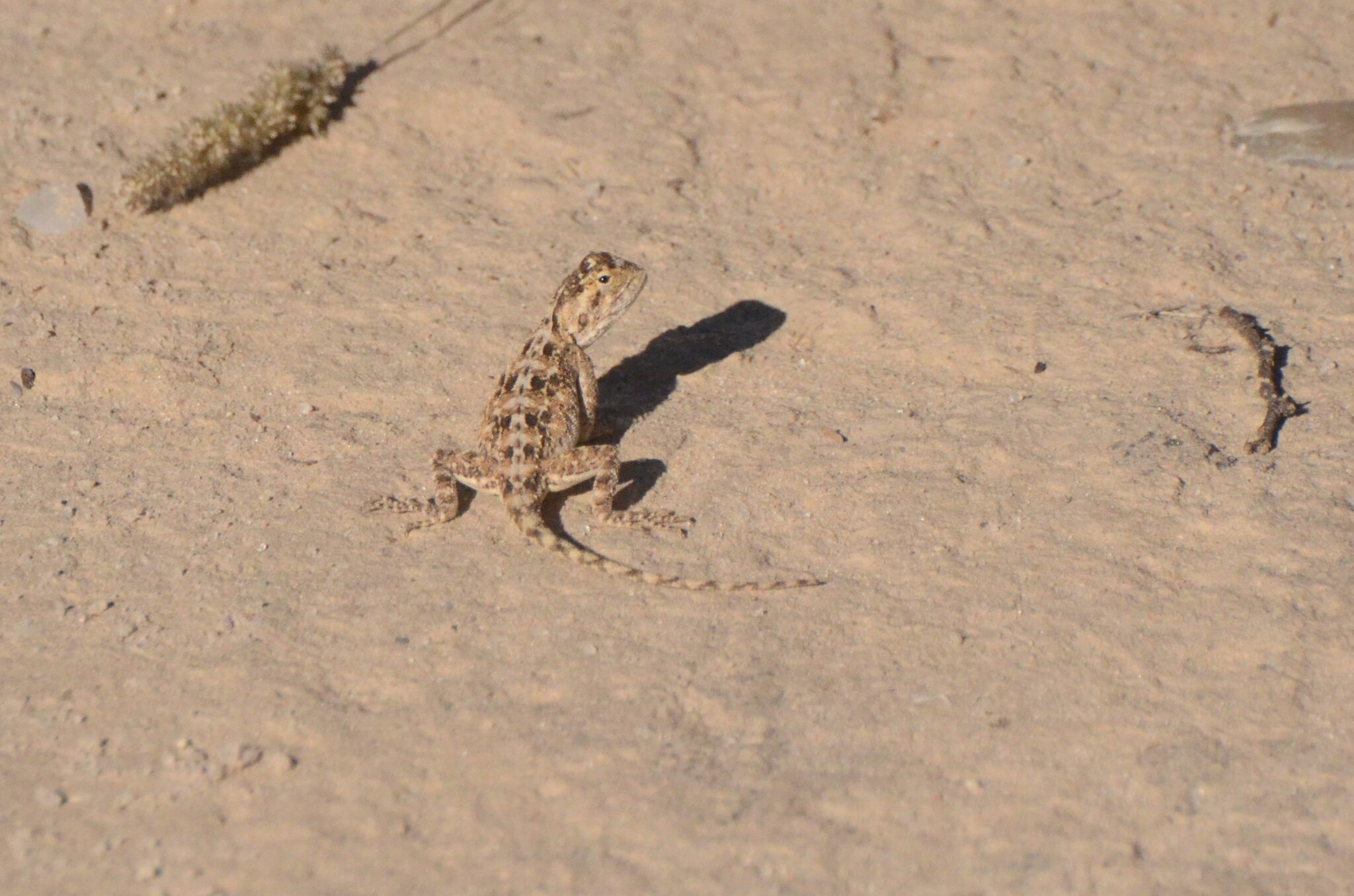 Agama aculeata Merrem, 1820