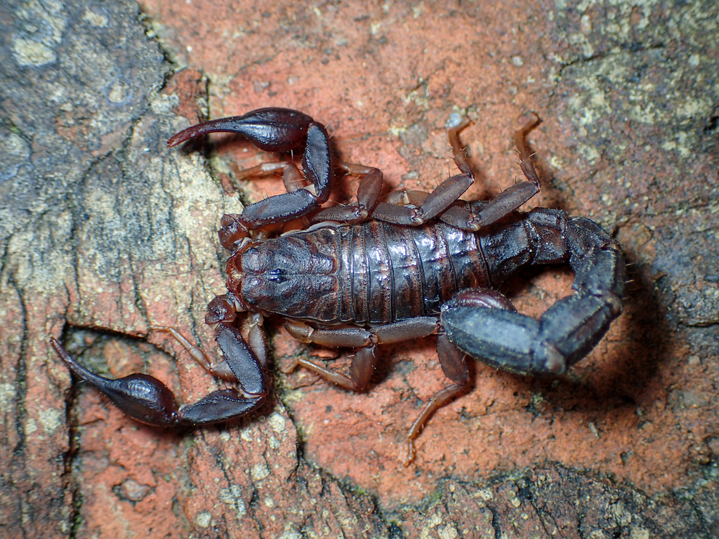 Southern Devil Scorpion from Tuscaloosa, Alabama, United States on