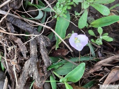 Commelina platyphylla