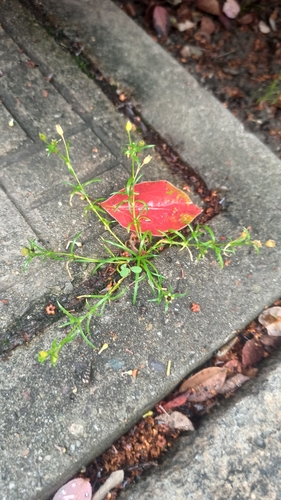 Japanese Pearlwort