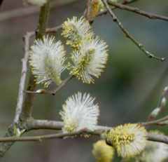 Salix caprea