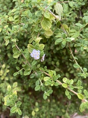 Lippia micromera