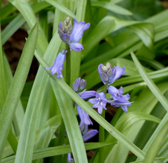 Hyacinthoides hispanica