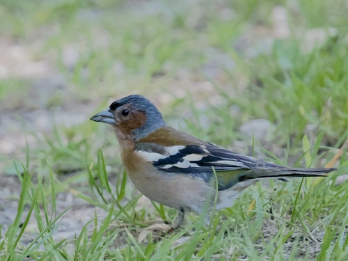 Common Chaffinch